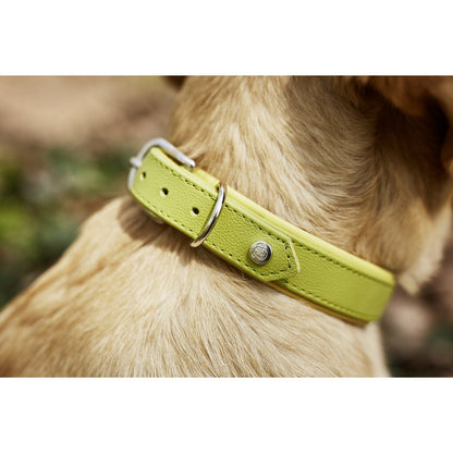 AMICI Hundehalsband Zitrone