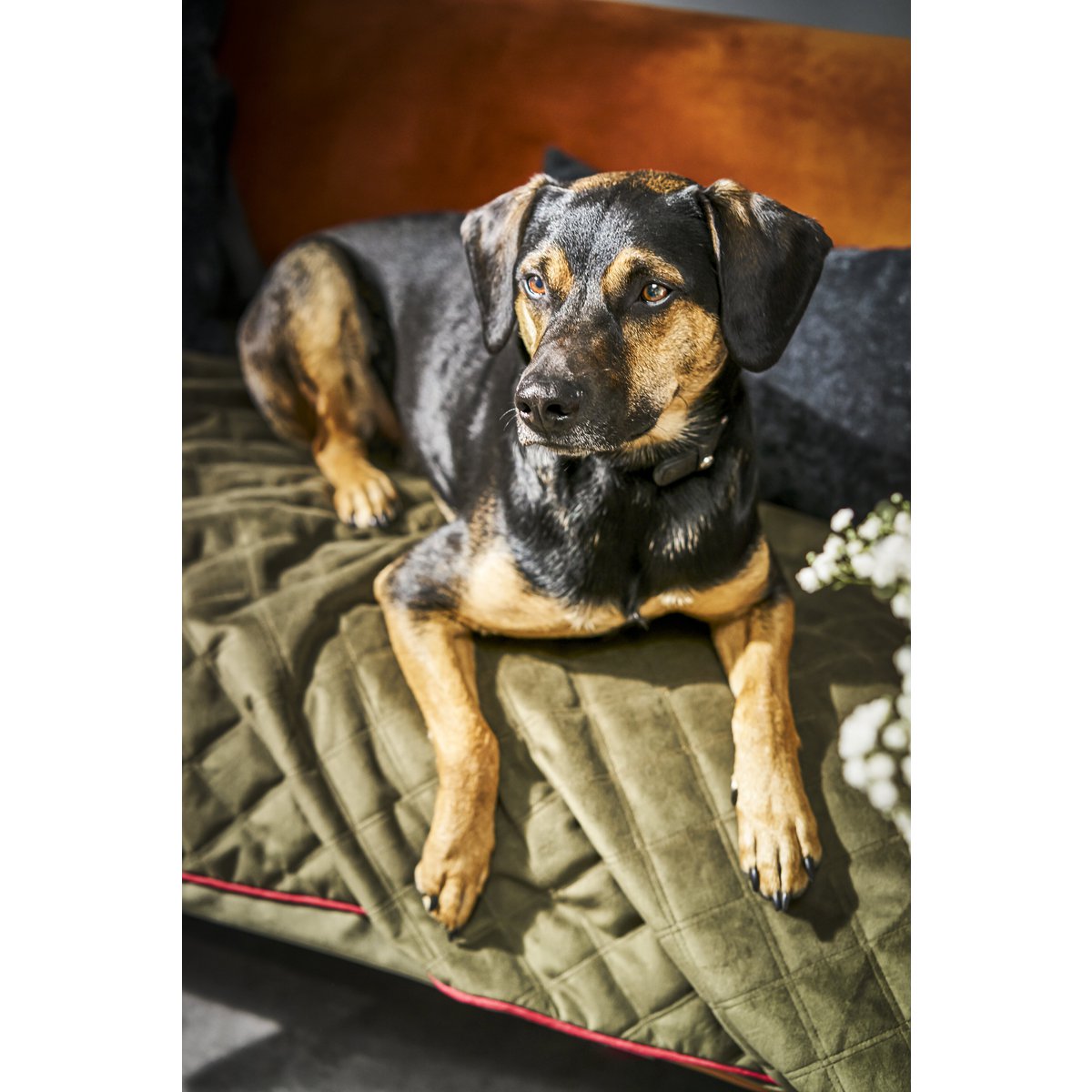 Hundedecke OXFORD, olive