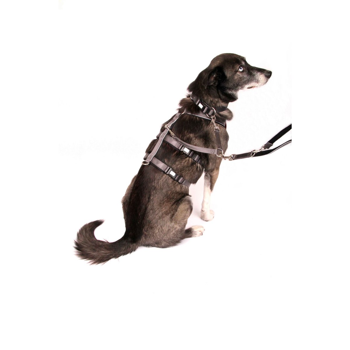 Dog leash Silver-Black-Edition, M