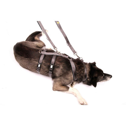Dog leash Silver-Black-Edition, M
