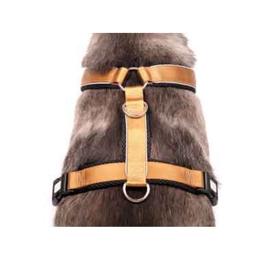 Chest harness - Patch&amp;Style - Gold-Black - neck circumference fully padded